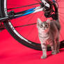 Cat and Bike