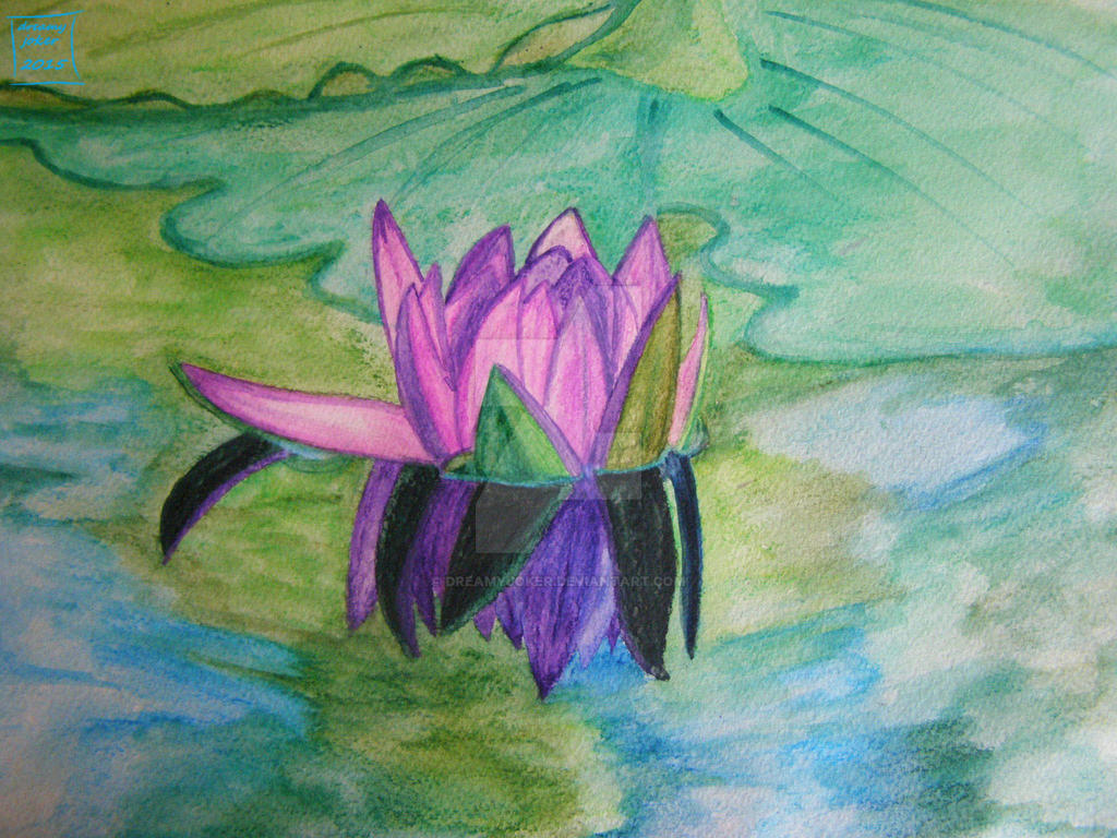 Water lily