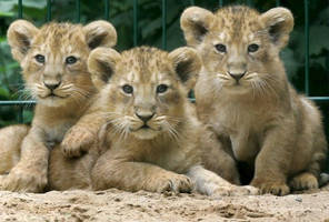 lions babies