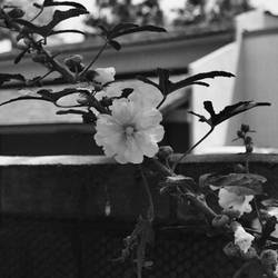 Black and White Flower