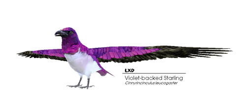 Final Render - Violet-backed Starling