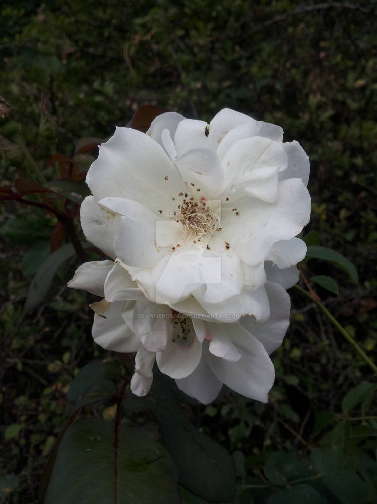 Double white rose by BrowneRosaceae on DeviantArt