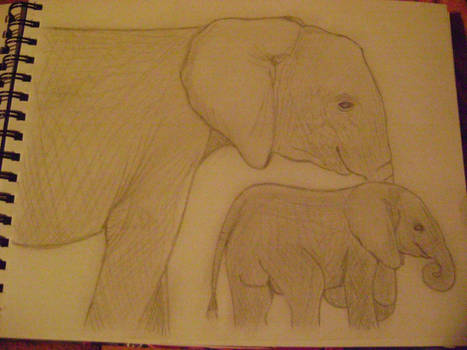 elephants