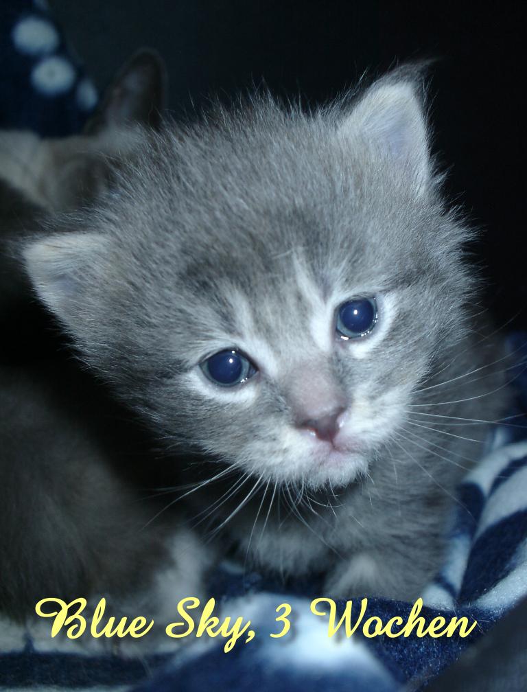 huren Shetland Ongemak Maine Coon kitten, 3 weeks old by Catskind on DeviantArt