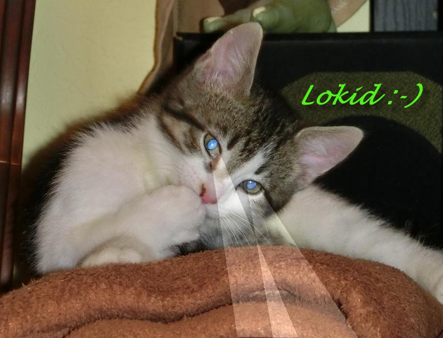 My orphan kitten Loki