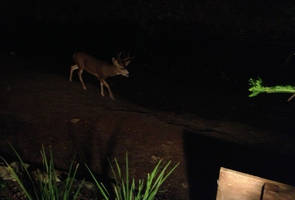 Deer Photo 2