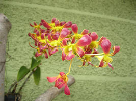 Red Orchids