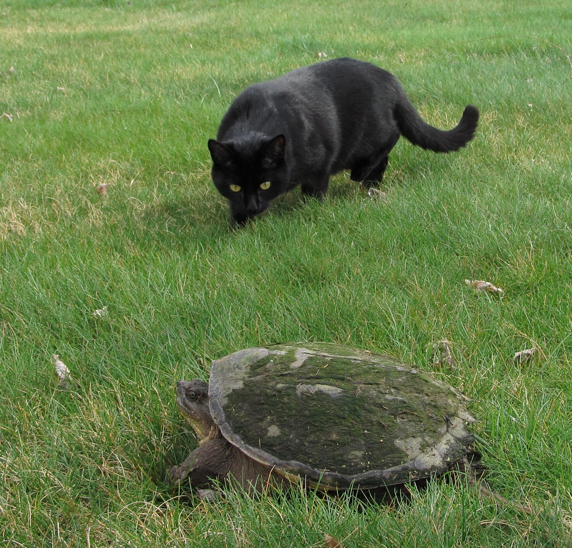 Black Panther Stalks Armored Dinosaur