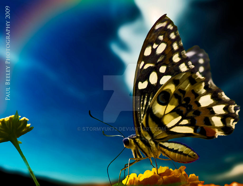 Beautiful butterfly