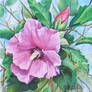 Hibiscus Flower