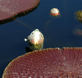 amazon water lily