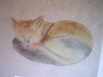 resting fox