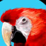 Arara vermelha or Red Macaw