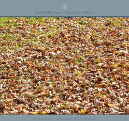 Texture Seven: Fall Carpet