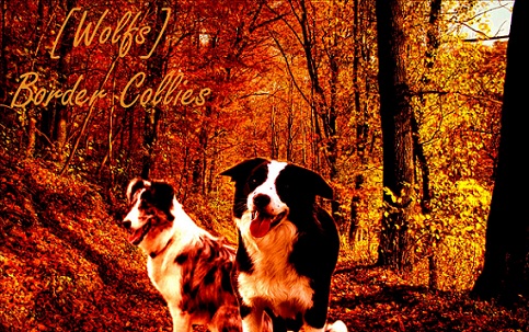 Border Collie Banner