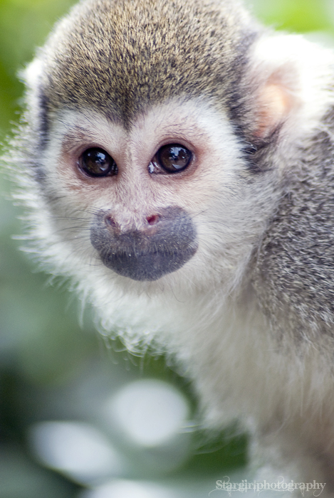 Squirrel Monkey 2