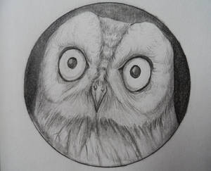 Owl Study