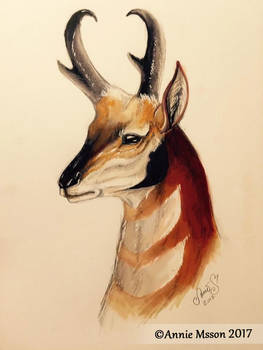 Pronghorn