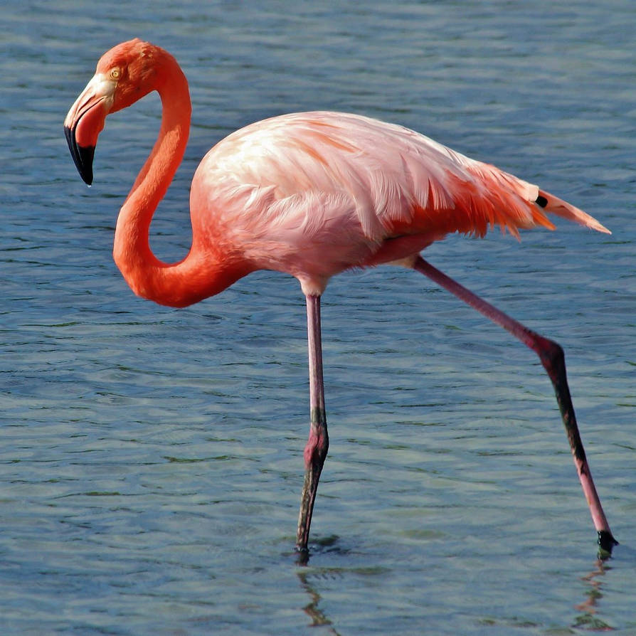 Фламинго интересная. Обыкновенный Фламинго. Американский Фламинго. Розовый Фламинго. Кудрявые Фламинго.