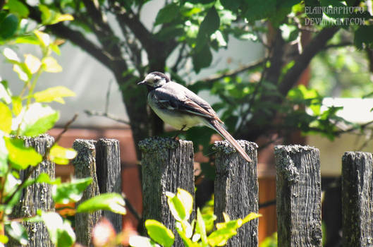 Wagtail on fence