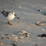 Sand Piper