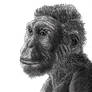 Australopithecus Sediba