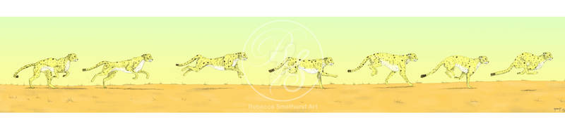 Cheetah run cycle