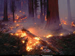 Seqouia Forest Fire