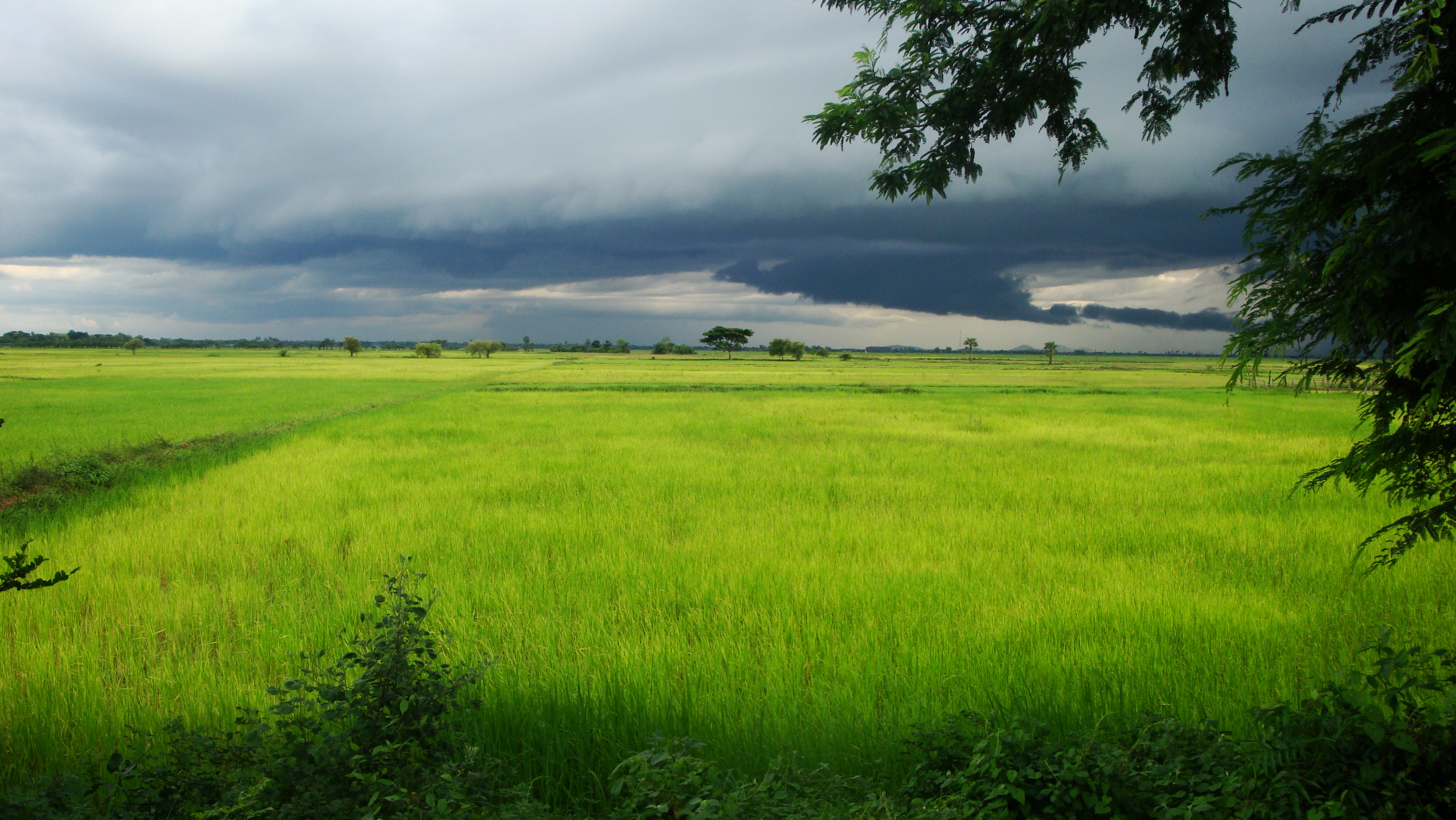 Cambodian Fields