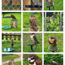 The birds of prays