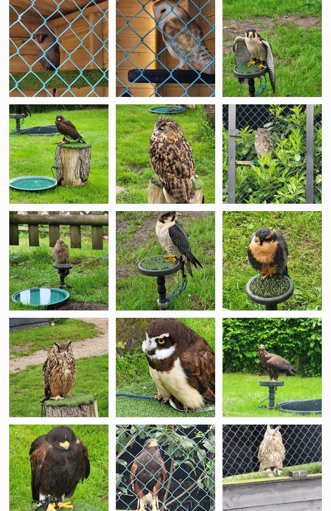 The birds of prays