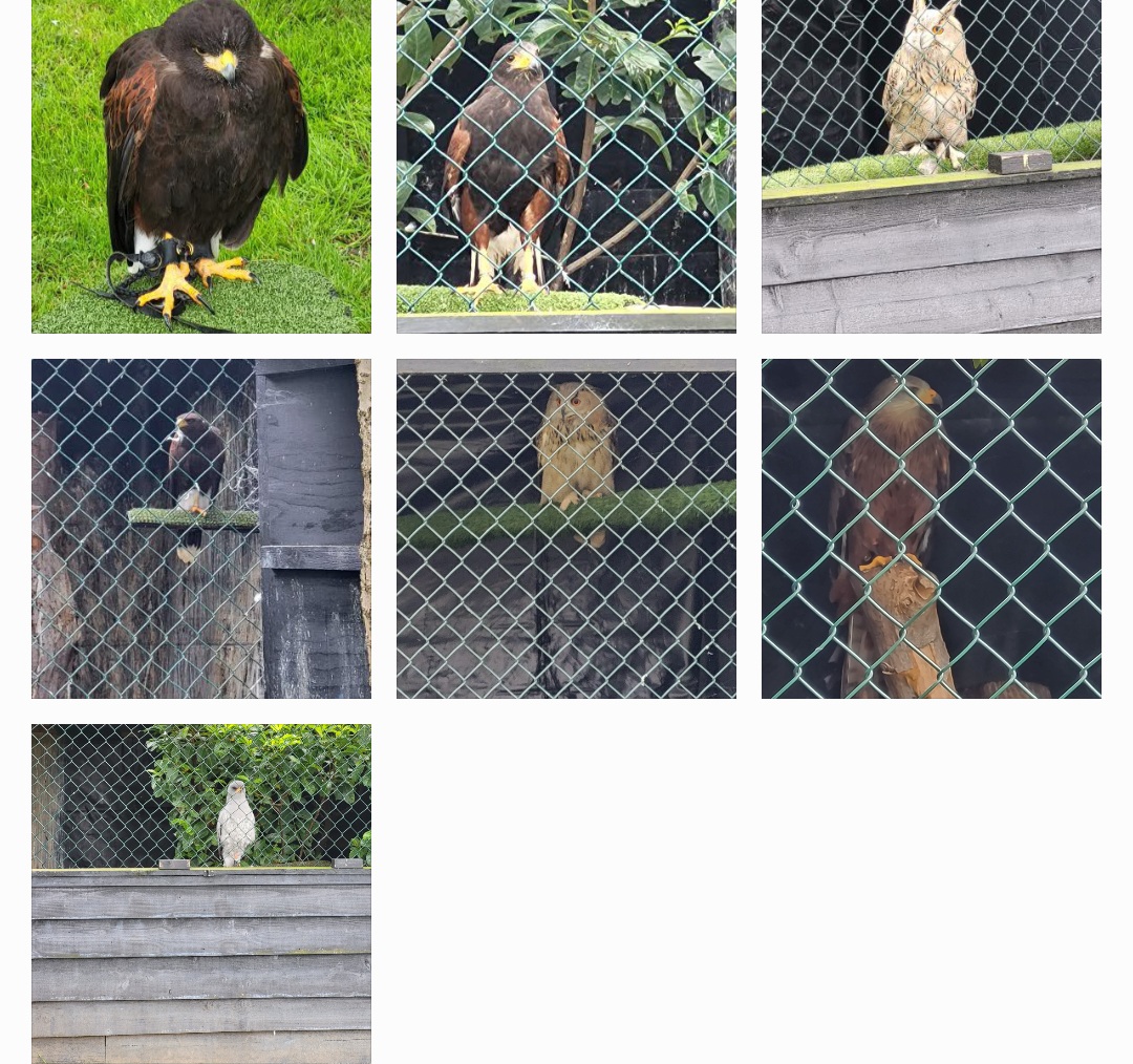 Birds of pray