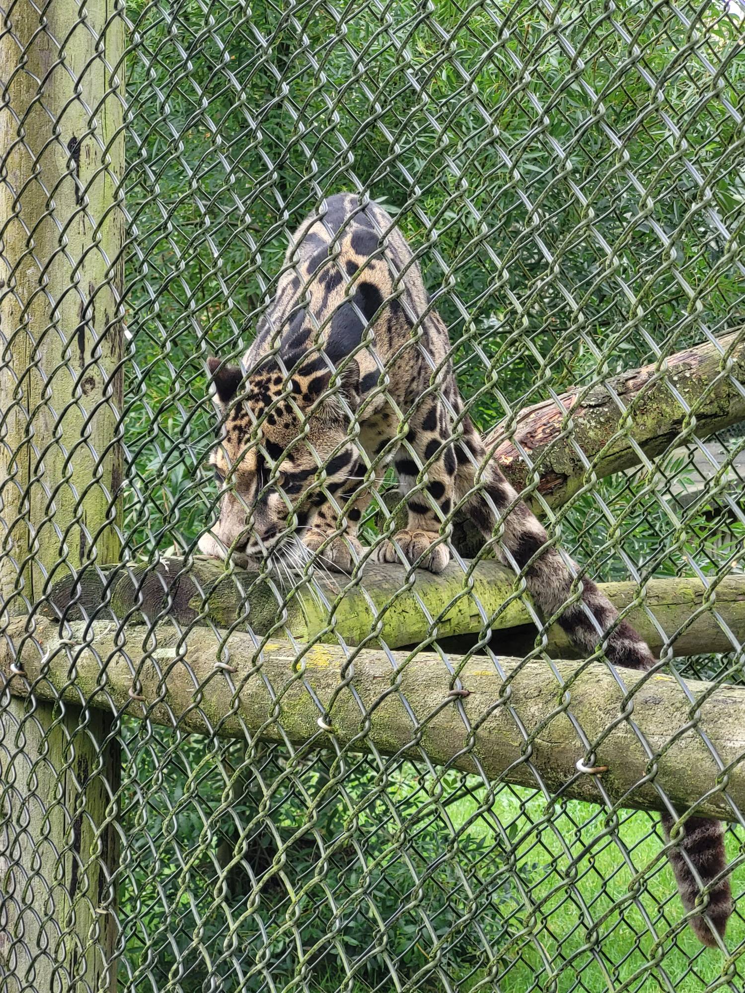 howletts zoo uk experience