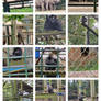 howletts zoo