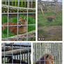 Windham wildlife zoo part 3
