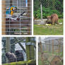 Windham wildlife zoo