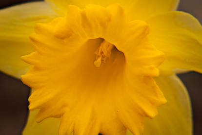 yellow-flower