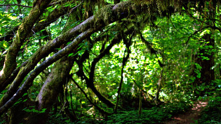 Silver Falls: Ten Falls Trail