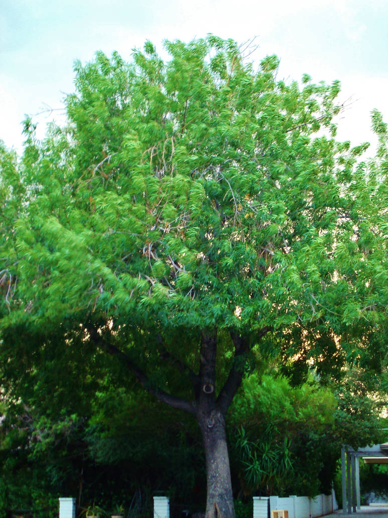 funky tree 1 by chuman50 on DeviantArt