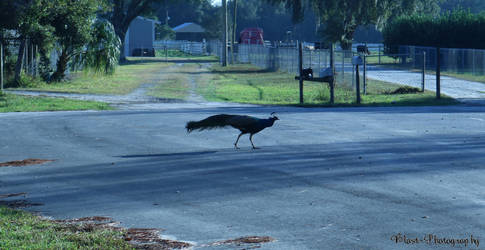 Peacock!!!!