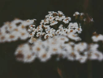 Chamomile flowers