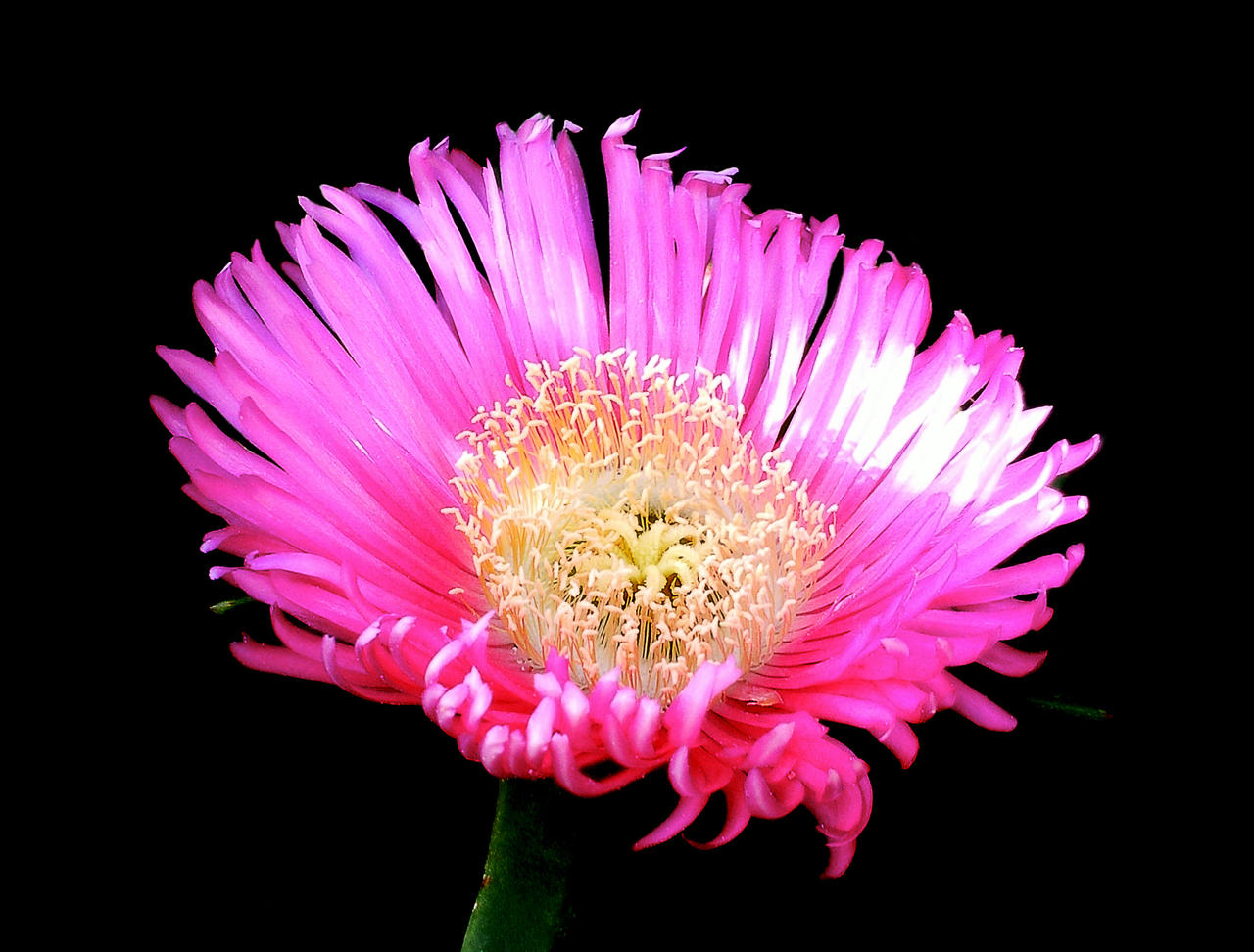 carpobrotus