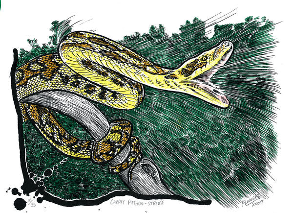 Python strike by Snake-Artist on DeviantArt