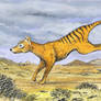 Thylacine running