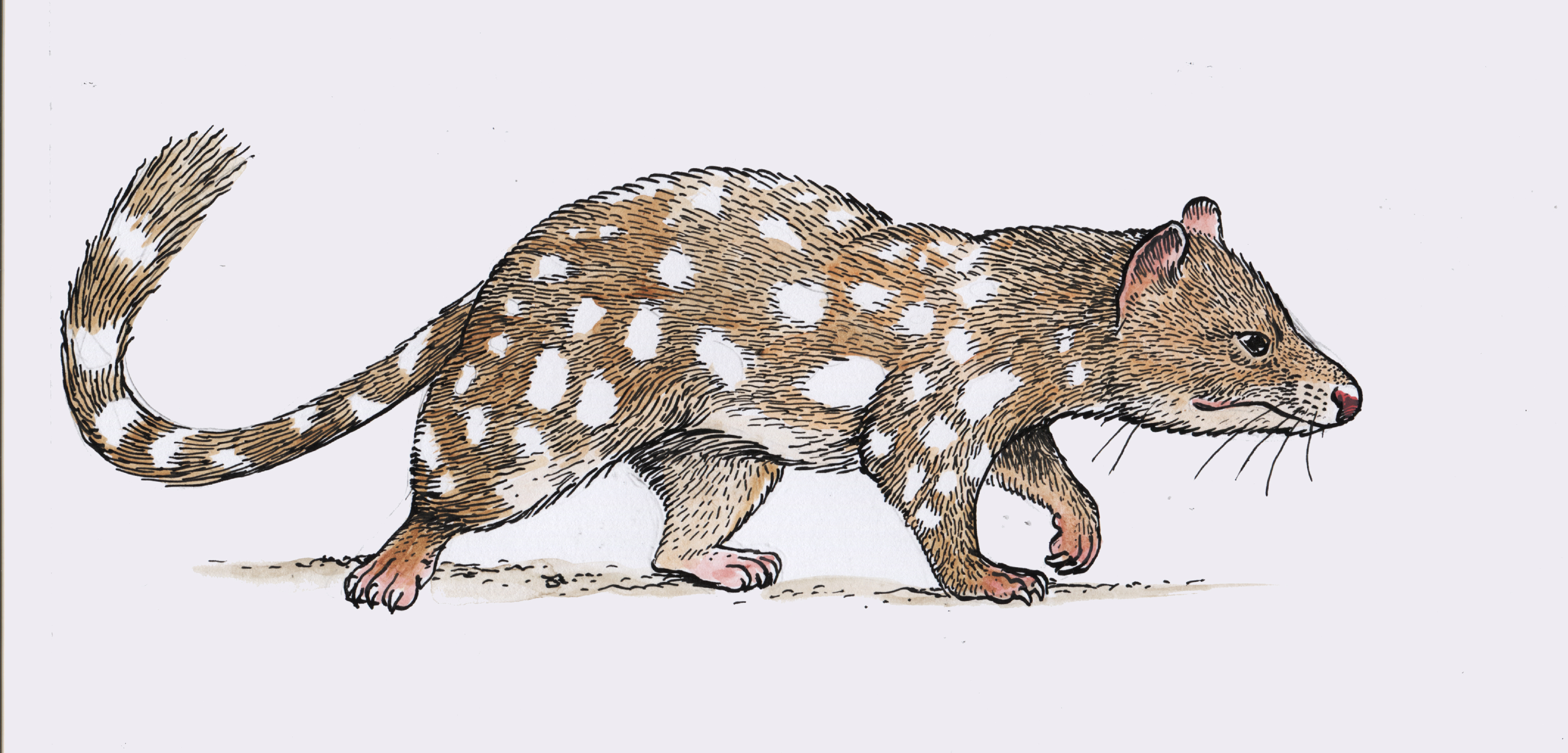 Spotted tailed quoll 1