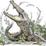 Croc Splash