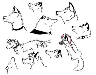 Wolf + Wolfdogs Sketch