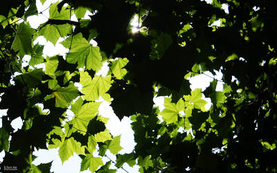 Leaves in Summer sunshine 01