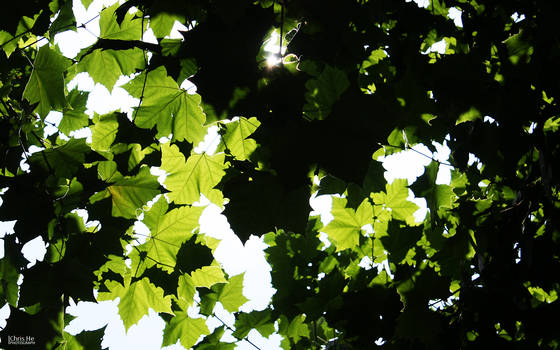 Leaves in Summer sunshine 01