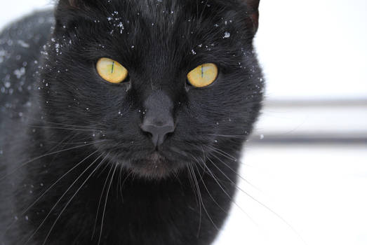 Jasper in the Ice